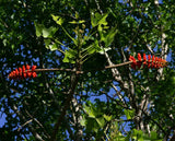 Graines Erythrina livingstoniana