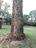 Graines Erythrina livingstoniana