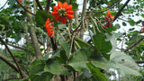 Graines Erythrina subumbrans