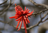 Graines Erythrina rubrinervia