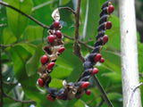 Graines Erythrina rubrinervia