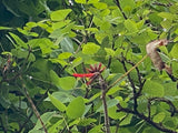 Graines Erythrina rubrinervia