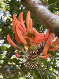 Graines Erythrina fusca