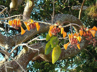 Graines Erythrina fusca