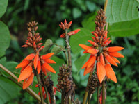 Graines Erythrina arborescens