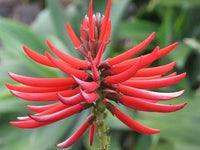 Graines Erythrina mexicana