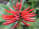 Graines Erythrina mexicana