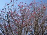 Graines Erythrina mexicana