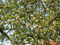 Rare 30 Graines de Pommier Sauvage, Malus Sieversii, Pommier du Kazakhstan