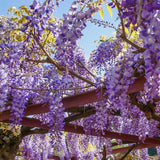 Graines Wisteria sinensis, Glycine de Chine