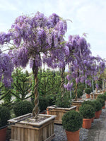 Graines Wisteria sinensis, Glycine de Chine