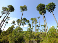 Graines de Pin de Roxburgh, Pin indien aux longues feuilles, Pinus roxburghii