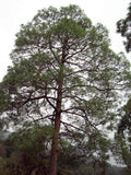 Graines de Pin de Roxburgh, Pin indien aux longues feuilles, Pinus roxburghii