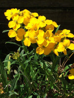 10 Graines de Erysimum perofskianum "Gold shot", Erysimum du Caucase