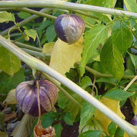 25 Graines de Tomatille Pourpre, Physalis Ixocarpa