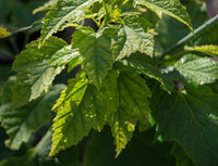 Graines de Acer grosseri var hersii, Érable à peau de serpent Hersii