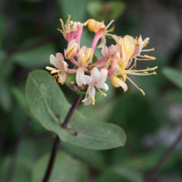 Graines Chèvrefeuille d'Etrurie, Lonicera Etrusca