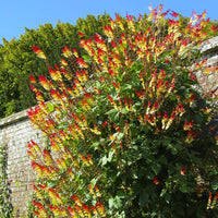 Graines de mina lobata, ipomoea lobata, plume d'indien