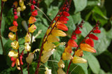 Graines de mina lobata, ipomoea lobata, plume d'indien