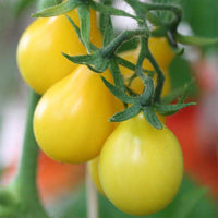 50 Graines de Tomate Cerise Yellow PearShaped