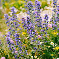 30 Graines de Vipérine Commune, Echium Vulgare