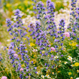 30 Graines de Vipérine Commune, Echium Vulgare