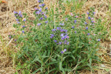 30 Graines de Vipérine Commune, Echium Vulgare