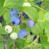 10 Graines Myrtille arbustive, Grande Myrtille, Myrtille américaine, Bleuet à corymbes, Vaccinium corymbosum