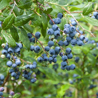 10 Graines Myrtille arbustive, Grande Myrtille, Myrtille américaine, Bleuet à corymbes, Vaccinium corymbosum