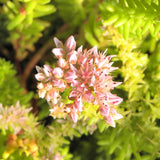 30 Graines Sedum pulchellum