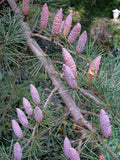 Graines de Cedrus Deodora, Cèdre de l'Himalaya