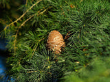 Graines de Cedrus Deodora, Cèdre de l'Himalaya