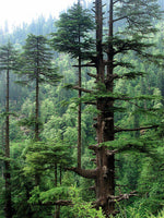 Graines de Cedrus Deodora, Cèdre de l'Himalaya