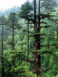 Graines de Cedrus Deodora, Cèdre de l'Himalaya