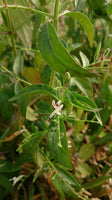 50 Graines de Andrographis paniculata, Chirette Verte