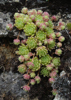 10 Graines Sempervivum montanum, Joubarbe des montagnes