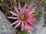 10 Graines Sempervivum montanum, Joubarbe des montagnes