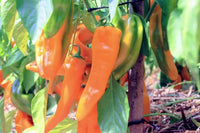 25 Graines de Poivron Doux Corno di Toro Giallo, Capsicum annuum