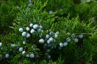 Graines de Juniperus Sabina, Genévrier Sabine, Sabinier