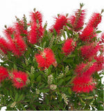 Graines Callistemon rigidus, Rince-bouteille rigide