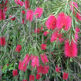 Graines Callistemon rigidus, Rince-bouteille rigide