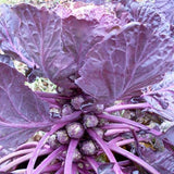 50 Graines de Chou de Bruxelles Rouge, Brassica Oleracea var. Gemmifera