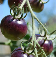 20 Graines de Tomate Black Cherry, Solanum lycopersicum