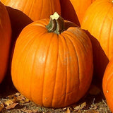 20 Graines de Courge Halloween Jack O'Lantern, Cucurbita pepo