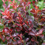 Graines Berberis Thunbergii Atropurpureum, Épine-Vinette du Japon