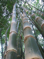 5 Graines Dendrocalamus strictus, Bambou mâle, Bambou de Calcutta