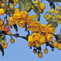 Graines Berberis vulgaris var. Australis, épine-vinette