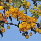 Graines Berberis vulgaris var. Australis, épine-vinette