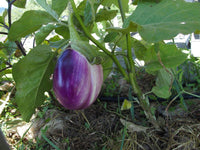 50 Graines d'Aubergine Rotonda Bianca Sfumata di Rosa