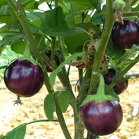 40 Graines de Aubergine "Ronde de Valence", Solanum Melongena